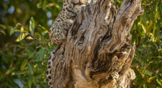 Londolozi Tree Camp