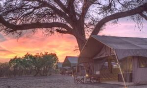 Savute under Canvas