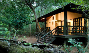 Phinda Forest Lodge