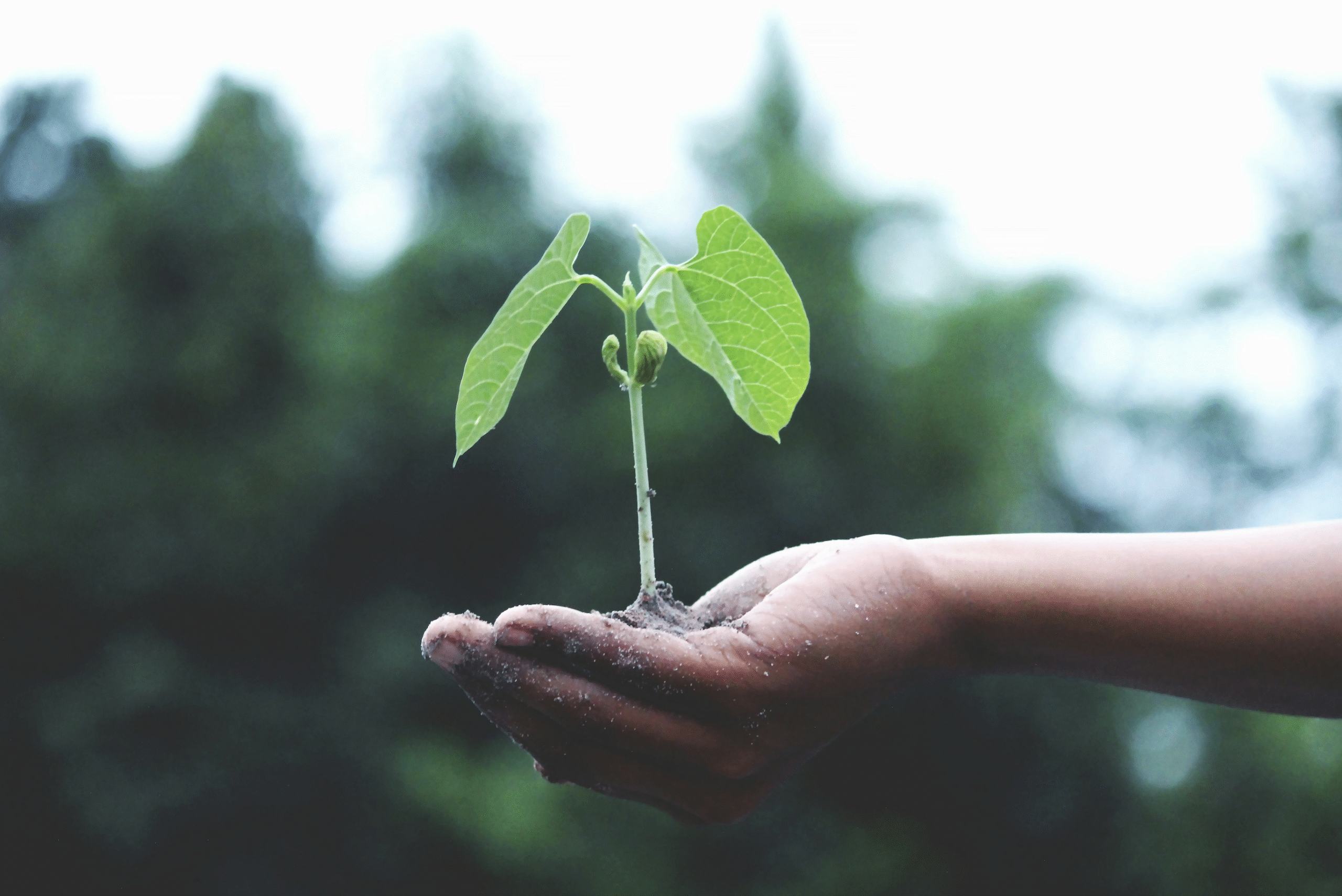 The Eco-Travel Boutique - Sustainability